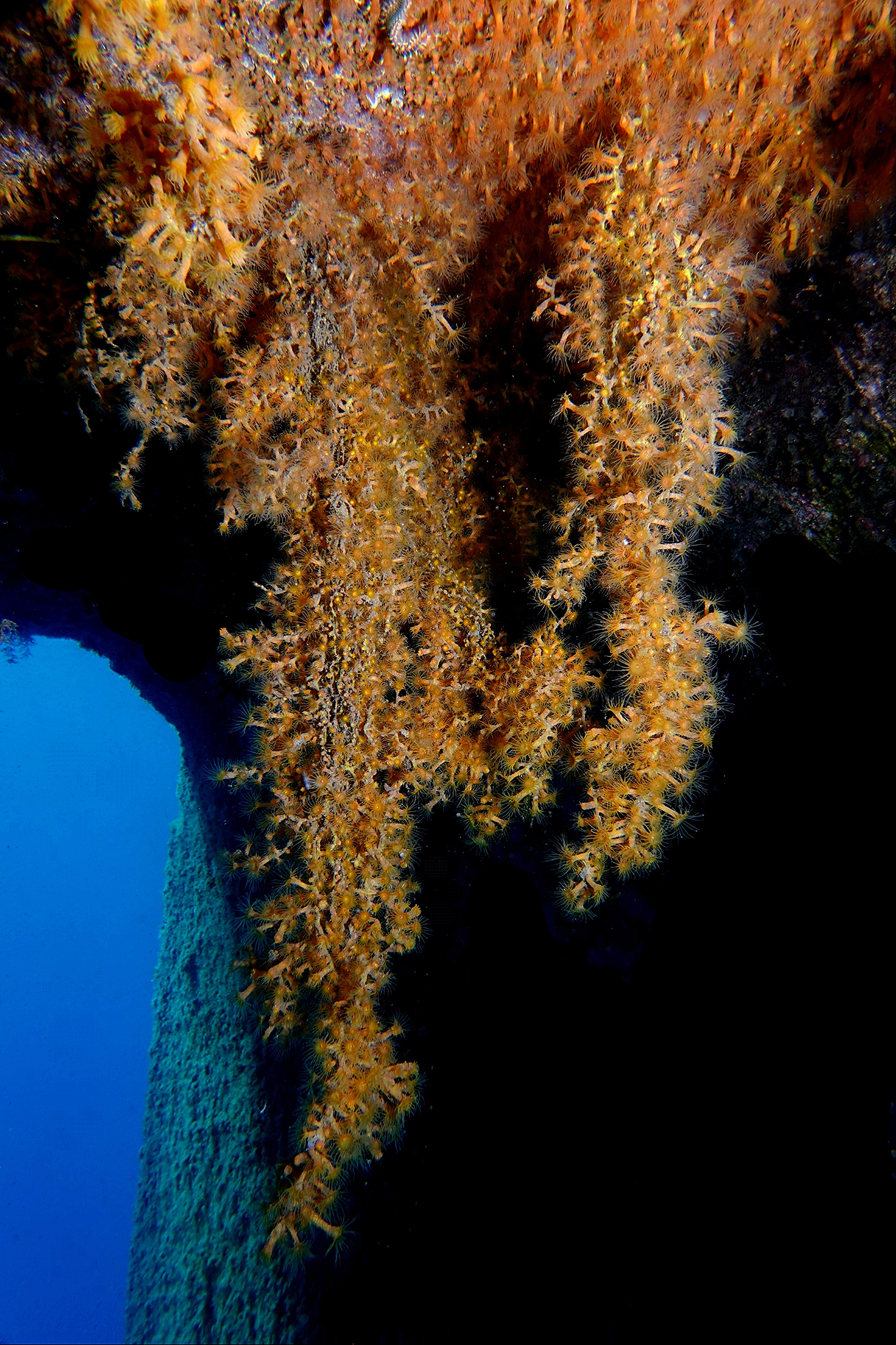 Monitoreo de corales en Canarias