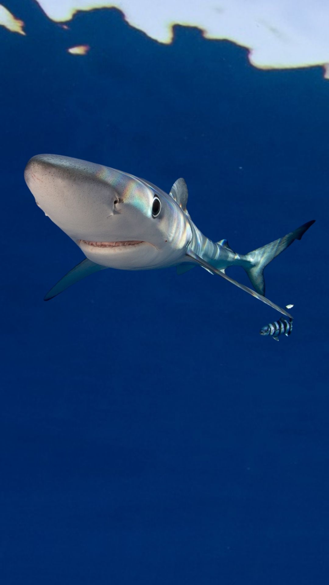 Seguimiento de Elasmobranquios en el archipiélago - Fase I