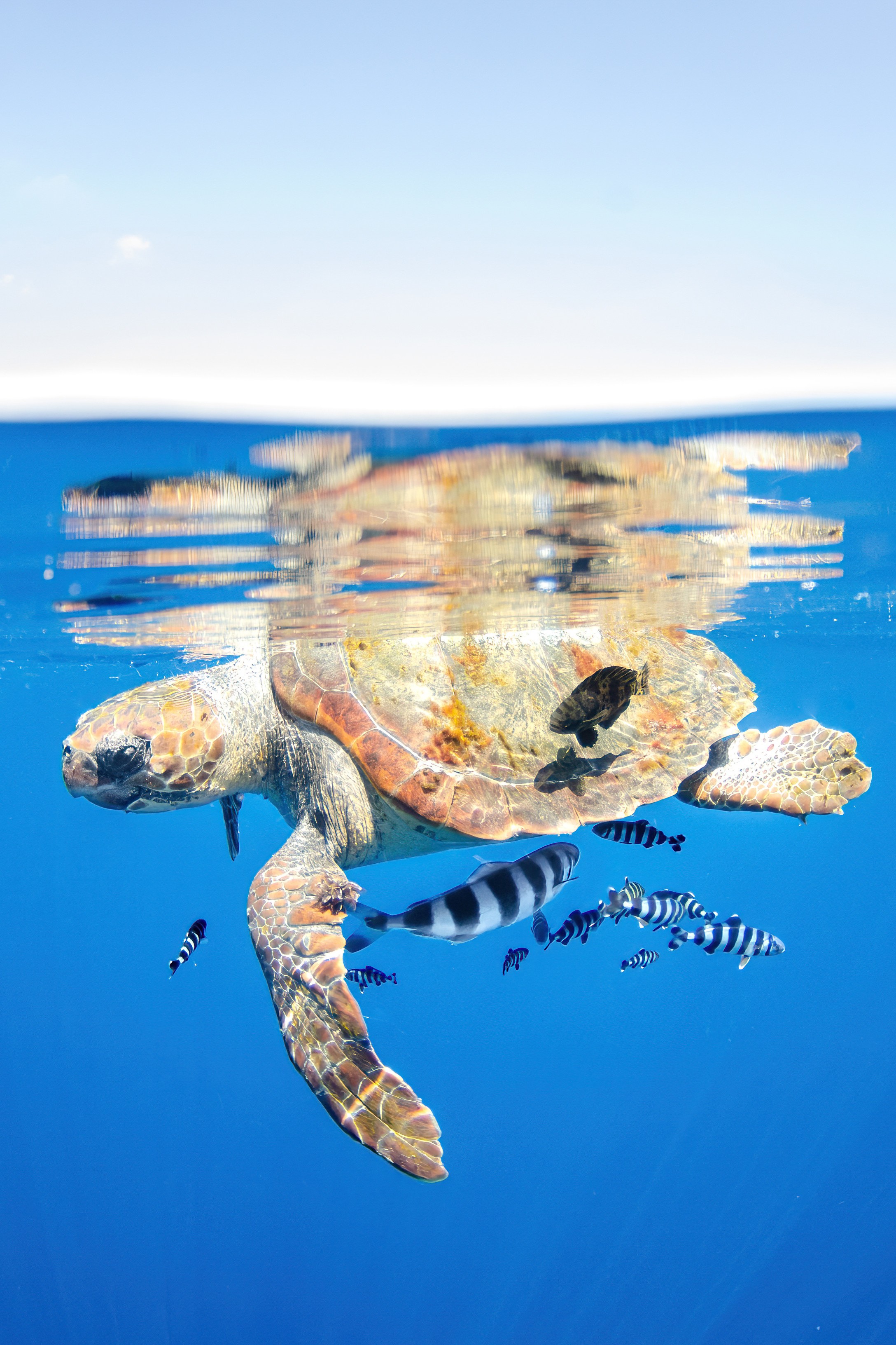 Seguimiento de tortugas marinas en Canarias