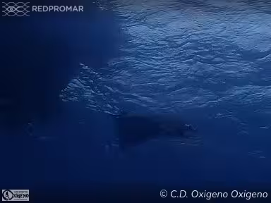 Sighting