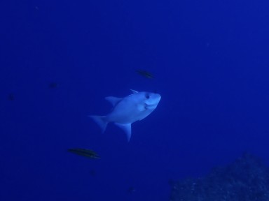 Sighting