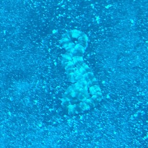 Sighting