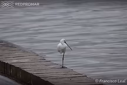 Sighting