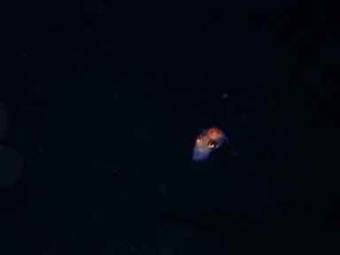 Sighting
