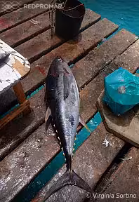 Sighting