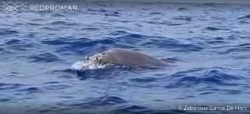 Sighting