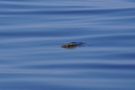 Sighting