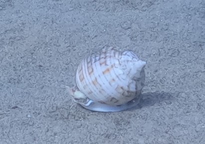 Sighting