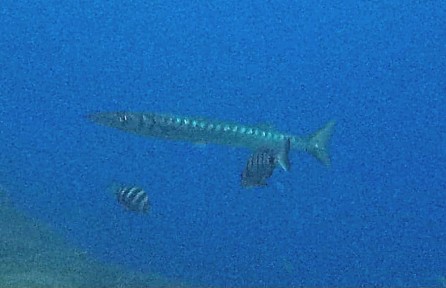 Sighting