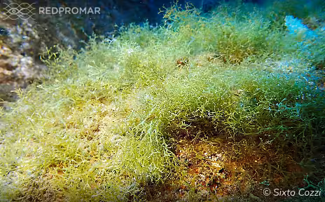 Sighting