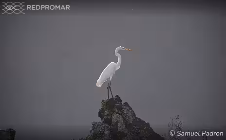 Sighting