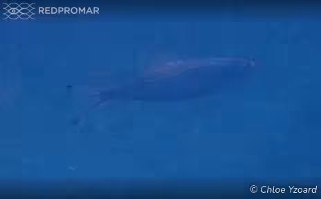 Sighting