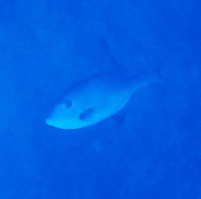 Sighting