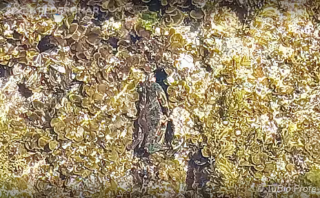 Sighting