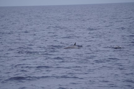 Sighting