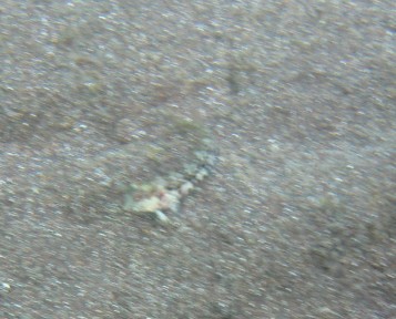 Sighting