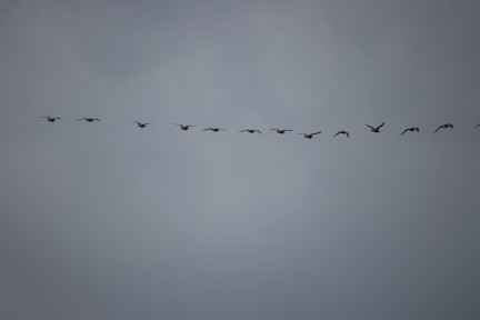 Sighting