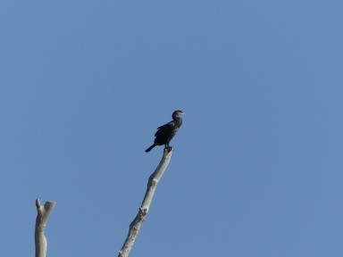 Sighting