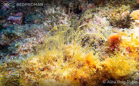 Sighting