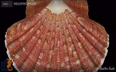 Sighting
