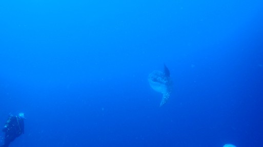 Sighting