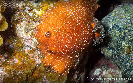 Sighting