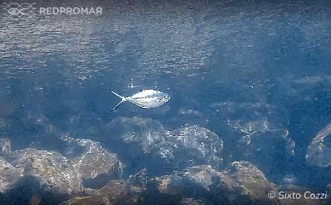 Sighting